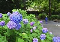 咲き始めた紫陽花