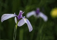花菖蒲の躍動