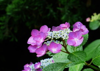 梅雨の花