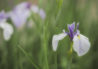 静かに咲く花菖蒲