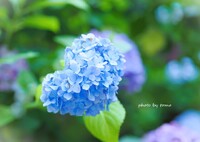 花束みたいなコイをした
