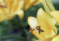 可愛い百合の花