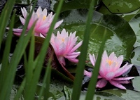 雨に咲く花