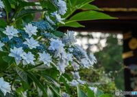 八重の紫陽花