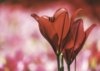 赤い百合の花