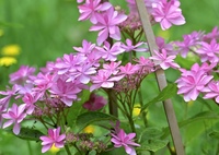 美しい紫陽花