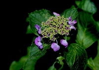 我家の紫陽花