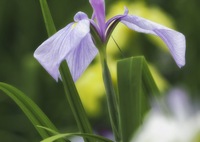 おすましな花菖蒲