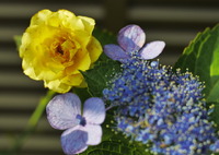 紫陽花