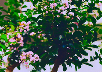 百日紅の花。。。キラキラ