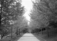 「並木(初夏)」 (film)