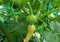 かぼちゃのコイルと受粉翌日の雌花