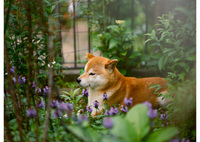 夢現