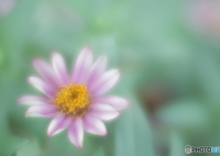 「Zinnia」