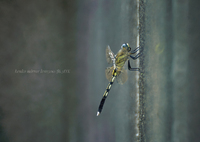 とても暑いがシオカラちゃん…