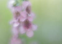 「口を開けた骸骨」