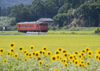 列車と向日葵　（小湊鉄道）