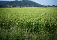 田園風景　DSC00811