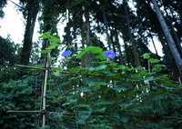 今年も咲き始めました　DSC00862