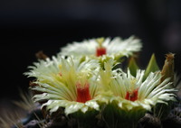 サボテンの花