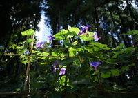 アサガオ　DSC00876