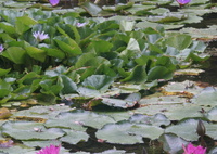於大公園