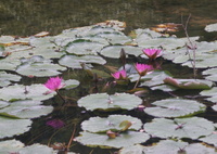 蓮池