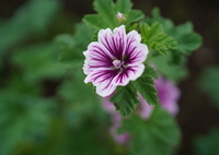 公園の花