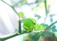 カラタチを食い尽くそうとするヤツ