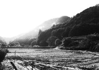 収穫