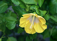 DSC02248.  夏は恵む
