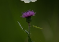 花に蝶