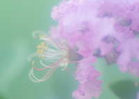 「紫薇」