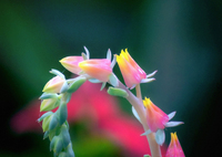 DSC01875. 多肉植物 エケベリア エレガンスの花