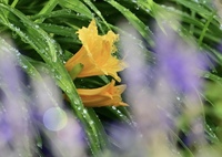 噴水に濡れる花