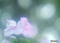 「Madagascar periwinkle」