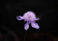 浮かぶ花弁
