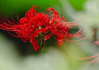 天界に咲く花