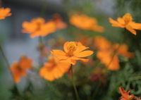ZEISS planarの味