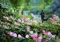 DSC02095.  朝の旅人