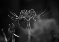 monochrome 曼珠沙華