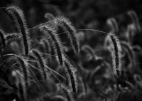 monochrome 草叢にも秋来たりぬ 