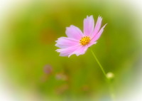 ２５年 玄関のコスモス２