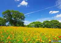 青空＆飛行機雲＆花の丘