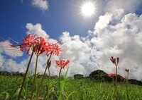 山際の彼岸花 - ①