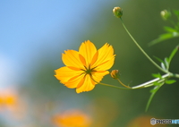 透過光のオレンジ花