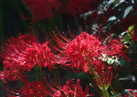 都内の名所になりそう