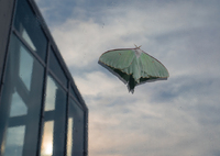 朝の空にとまる