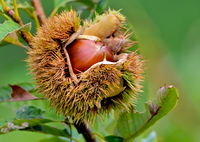 食べごろです＾＾