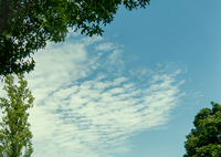 DSC02795  公園のイワシ雲